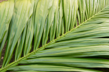 leaves palm green background..