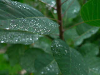 Smokebush leaves after rain