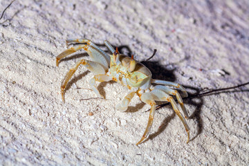 Crab on sand beach at night, Maldives