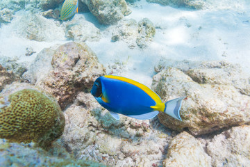 Fototapeta na wymiar Blue surgeon fish in shallow water, Maldives