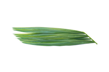 Obraz premium Green leaf of palm tree isolated on white background