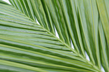 leaves palm green background..