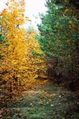 Beautiful forest in autumn