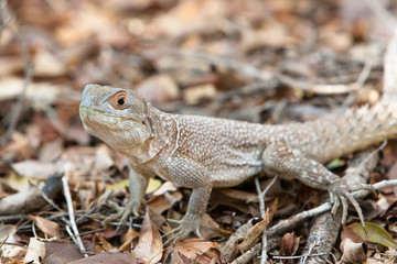 Madagascan Iguana