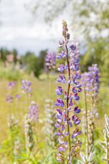 Violet lupine flowers, grass and trees in the background