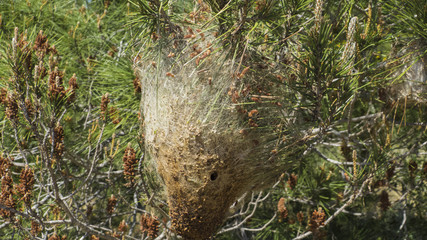 Nest of the pines procession spinner in a tree