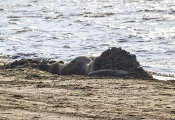 Obraz premium The girl from the sand