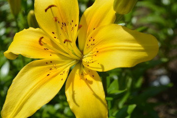 Day Lilly