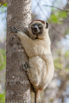 Verreaux's Sifaka