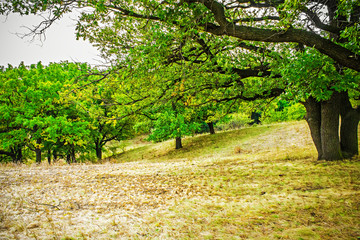 Fototapeta na wymiar large old oak tree in the forest, nature background