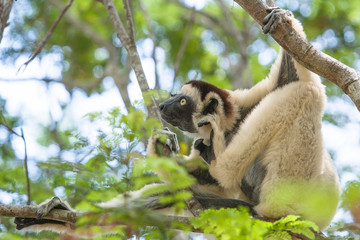 Verreaux's Sifaka