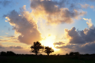 Trees silhouetted against setting sun in the countryside in county Galway,Ireland.