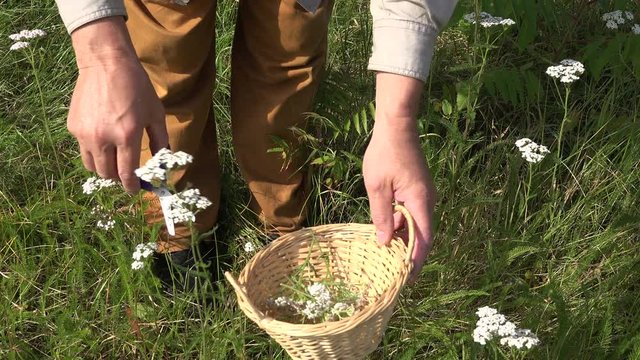 Herbalist collecting flowering white yarrow blossoms into the wicker basket, 4K