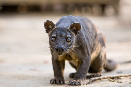 Fosa Bilder Durchsuchen 1,706 Archivfotos, und Videos