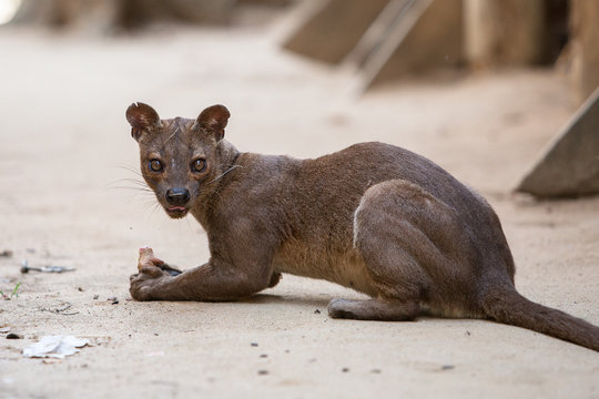 Fosa