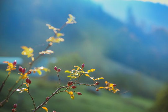 red dog-rose on the mountain background 