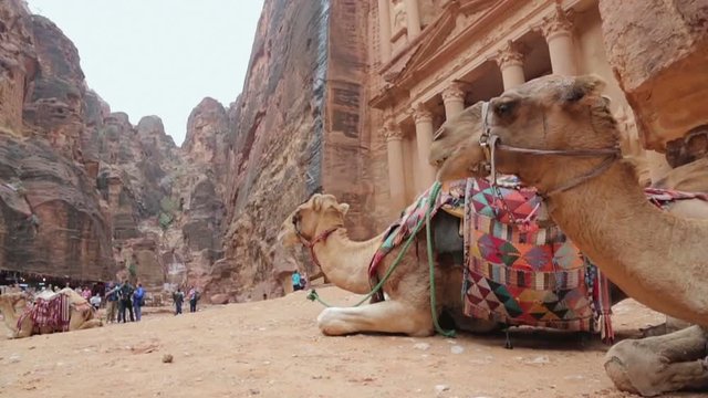 Two bedouin camels rests near the treasury Al Khazneh carved into the rock at Petra, Jordan. Petra is one the New Seven Wonders of the World