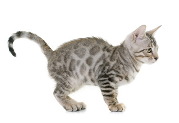 silver bengal kitten