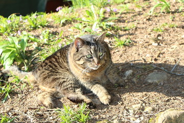 Cat outdoors, Katze im Freien auf der Lauer
