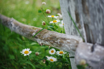 chamomile flowers grow near the fence