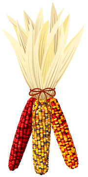 Vector illustration of a bundle of colorful autumn corn.
