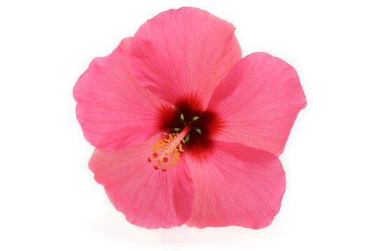 fleur d'hibiscus