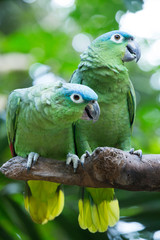 Obraz premium parrot bird sitting on the perch
