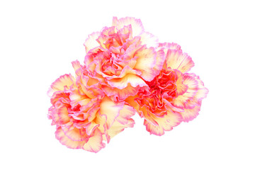 カーネーション