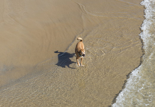 The dog on the beach