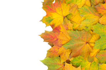 autumn maple leaves isolated on a white