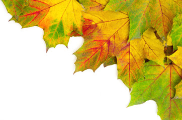 Fototapeta na wymiar autumn maple leaves isolated on a white