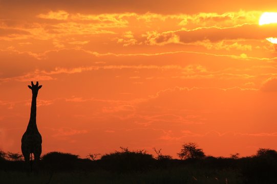 Giraffe - African Wildlife Background - Sunset Simplistic Super