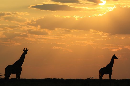 Giraffe - African Wildlife Background - The Golden Pose