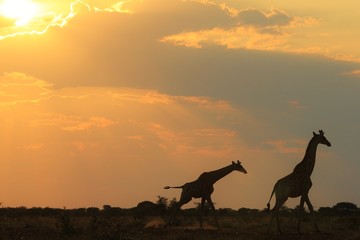 Fototapeta na wymiar Giraffe - African Wildlife Background - Freedom Gallop