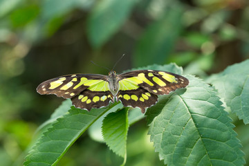 Butterfly on leave, nature background