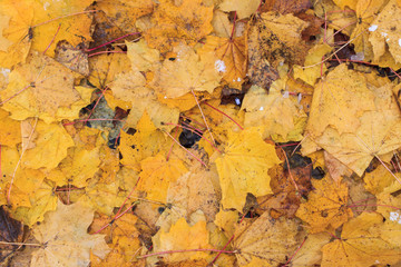 Schneebedecktes Herbstlaub