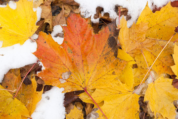 Schneebedecktes Herbstlaub