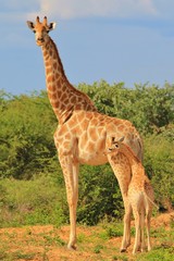 Giraffe Background - African Wildlife - Baby Animals in the Wild