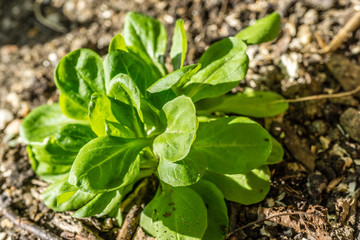 Feldsalat im Beet