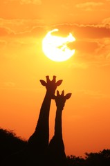 Giraffe - African Wildlife Background - Pair of Gold