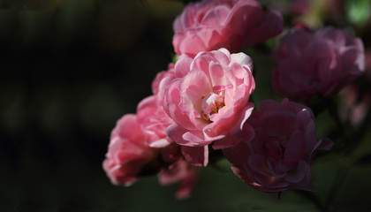 Moth - a miracle of nature. He sits on a purple flower