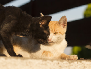 Angry looking kitty and black kitty