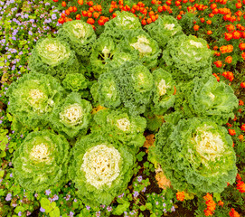 Cabbage flower on the flowerbed.