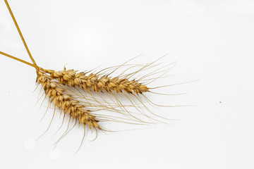 Obraz premium Two golden wheat ears isolated on a white background