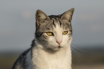 Cat in sunshine, sky and horizon in the background