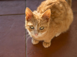 Fototapeta na wymiar Ginger kitty is sitting on the floor