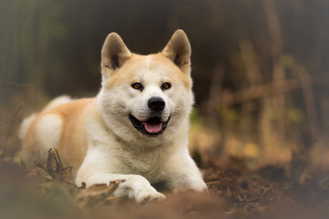 Akita Inu dog in forest