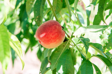 Peach garden. Summer garden fruits. Ripe peaches on the tree. The harvest of peaches. Red peaches in the garden on a sunny day. Branch with ripe peaches and leaves.