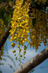 flores amarillas del árbol de ducha de oro