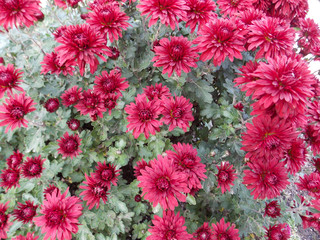  red chrysanthemum background, flowers